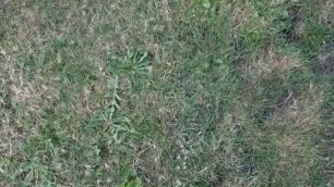 Hairy cock peeing clips